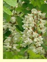 Акация белая (Robinia pseudoacacia L.) Акация белая (Robinia pseudoacacia L.)